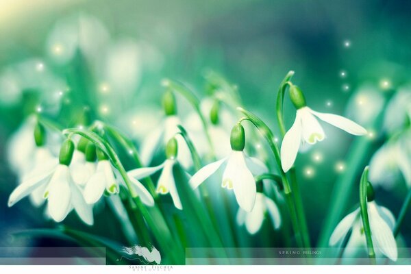 The first white snowdrops in spring