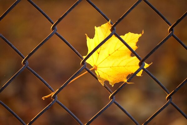 Hoja de arce de otoño en la cerca