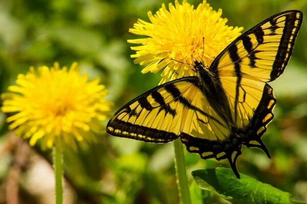 Voilier papillon volant sur un pissenlit jaune