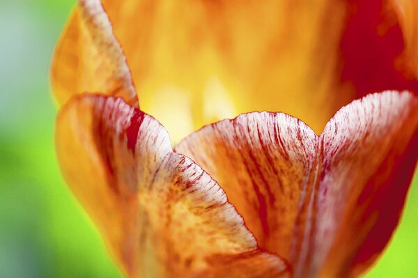 Red bud. Macro. Flower