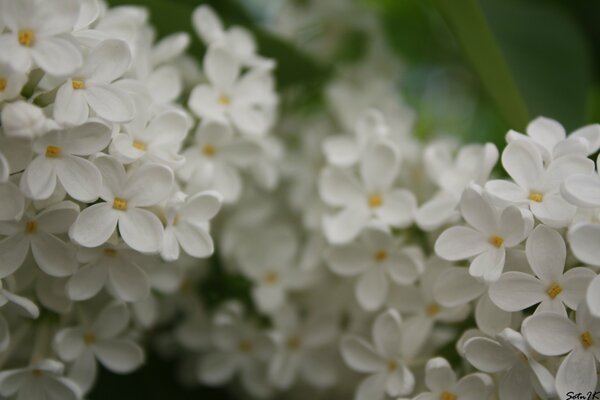 Il lillà bianco fiorisce in estate