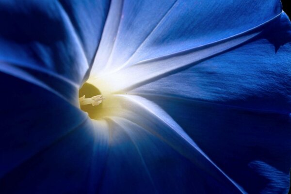 Blue flower close-up