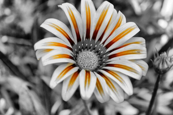 A flower with orange and white petals