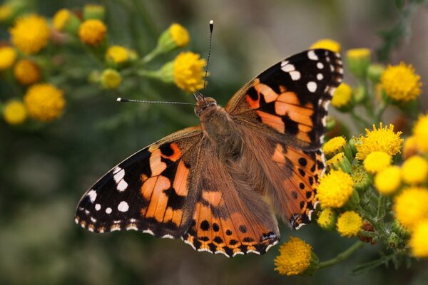 Bunter Schmetterling auf gelben Blüten