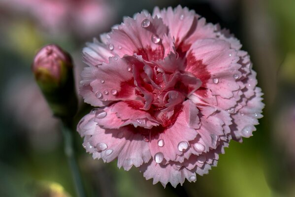 Pink carnation with dew drops on the petals