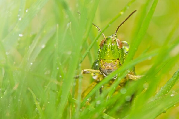 Saltamontes escondido entre la hierba verde