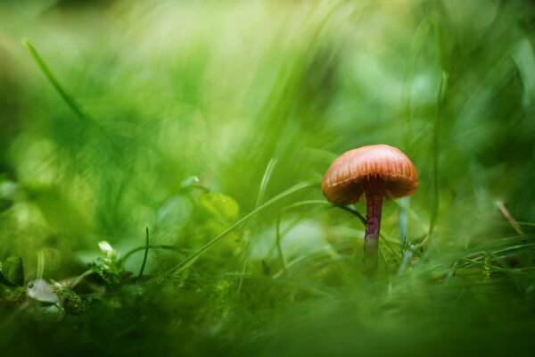 Champignon solitaire dans l herbe verte