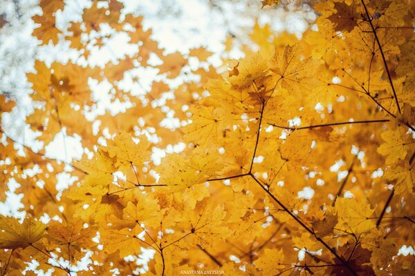 Belles feuilles dorées sur les arbres