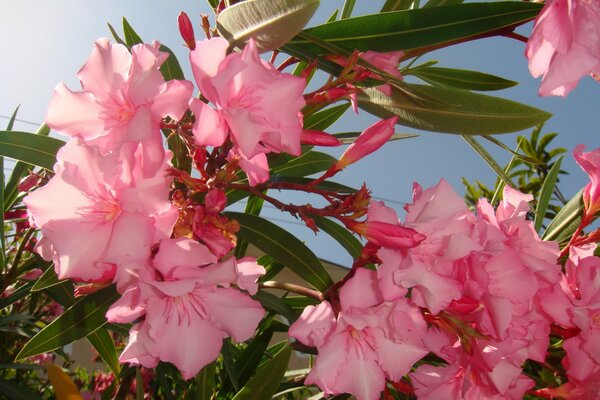 Rama de delicadas flores Rosadas