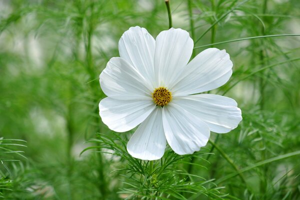 La flor de Cosmea se ahoga en el verde