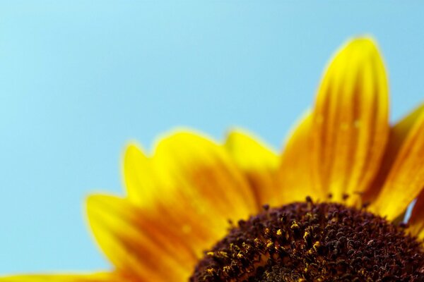 Minimalisme. Fleur jaune sur fond bleu