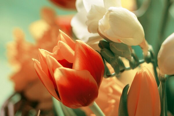 Tulipanes blancos anaranjados y rojos