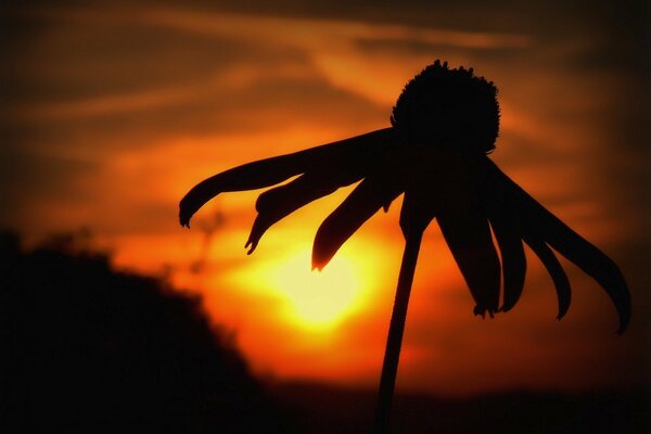 Flor negra en una ardiente puesta de sol