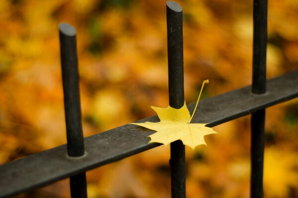 The fall of an autumn leaf on a metal fence