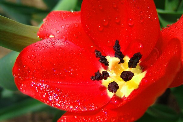 Makrobild einer Tulpenblume