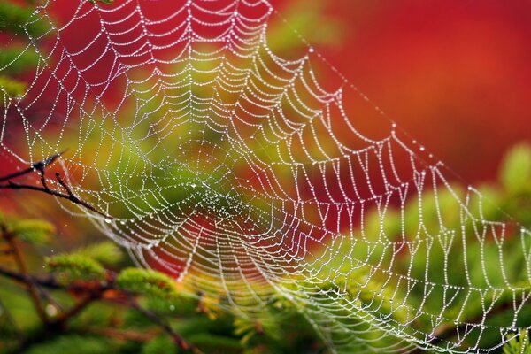 Toile d araignée et rosée matin plus tôt