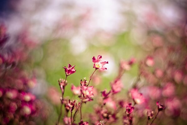 Pink dried flowers in macro photography. Nature