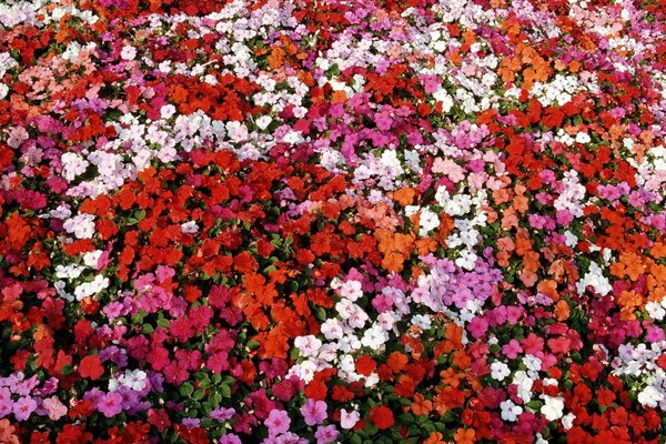 Roter Teppich Petunien im Blumenbeet