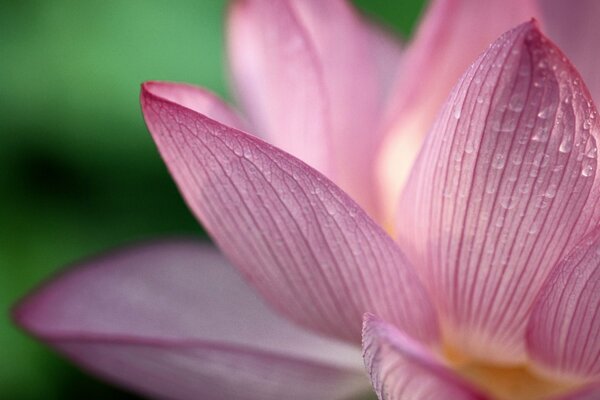 Loto rosa tenue con gocce d acqua