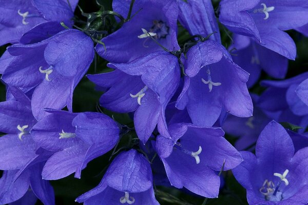 Photos of purple bells large