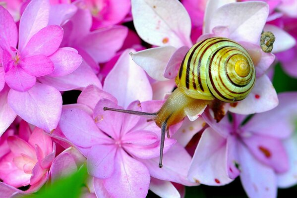 Caracol sacó cuernos en el Jardín de flores de hortensias