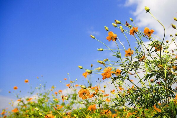 Orangefarbene Blüten am blauen Himmel