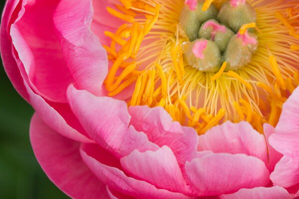 Fleur de pivoine rose et grand