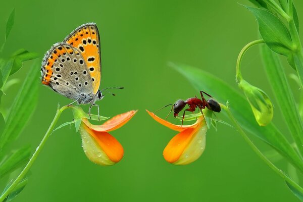 Fotografía macro de insectos: hormiga y mariposa sobre una flor sobre un fondo verde