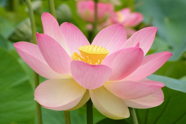 Foto Schönheit der Blume in der Nähe