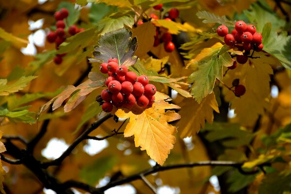 Foto von Zweigen der Eberesche mit Blättern und Beeren