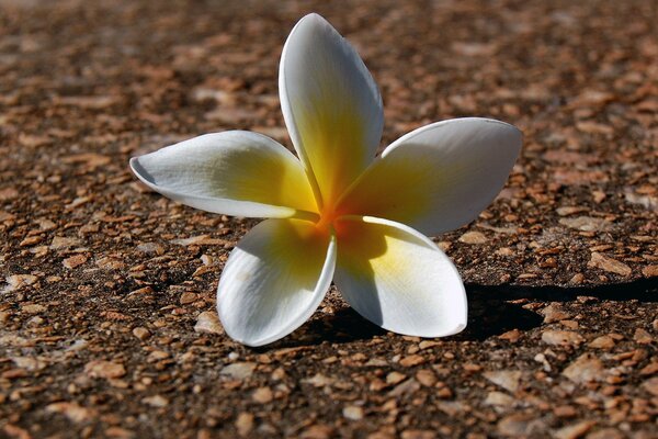 I petali di un fiore bianco caddero a terra