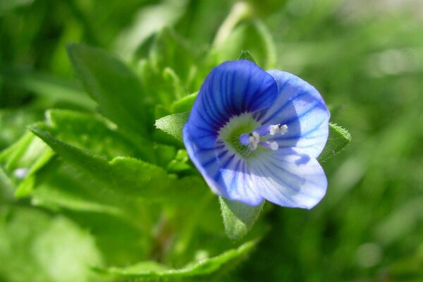 Flor azul en hojas verdes