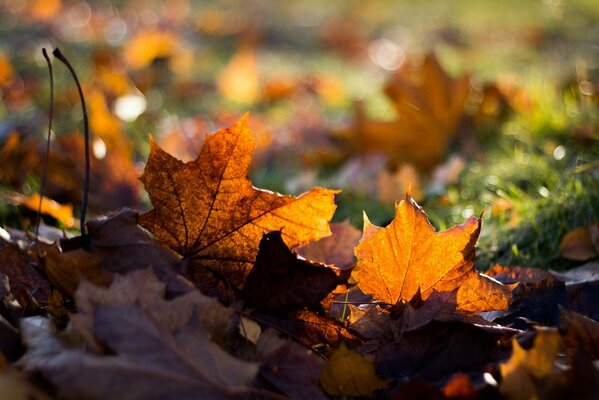 Feuilles d érable jaunes sur l herbe