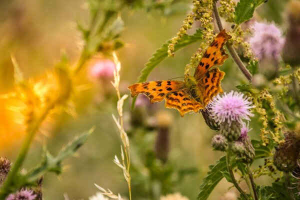 A beautiful butterfly in a meadow of flowers