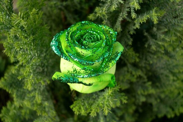 Rose verte brillante dans les aiguilles