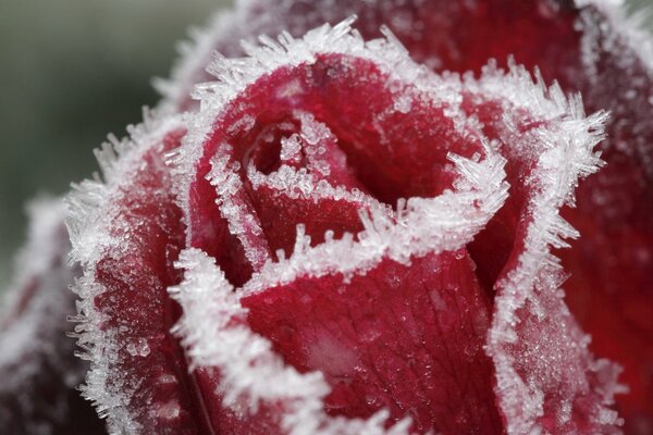 Rosa roja con cristales de hielo