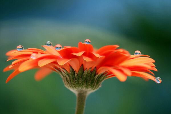 Gerbera flower with dew drops