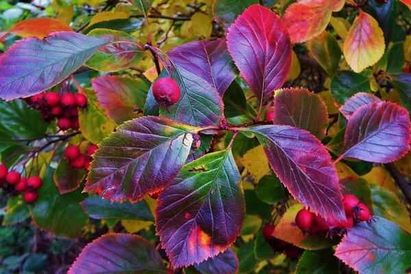 Hojas con frutos en los arbustos en otoño