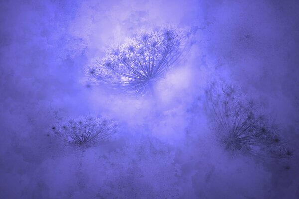 Baskets of dill are visible in the fog