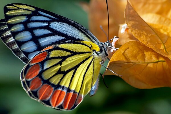 Combinaison naturelle de couleurs dans un papillon et une feuille