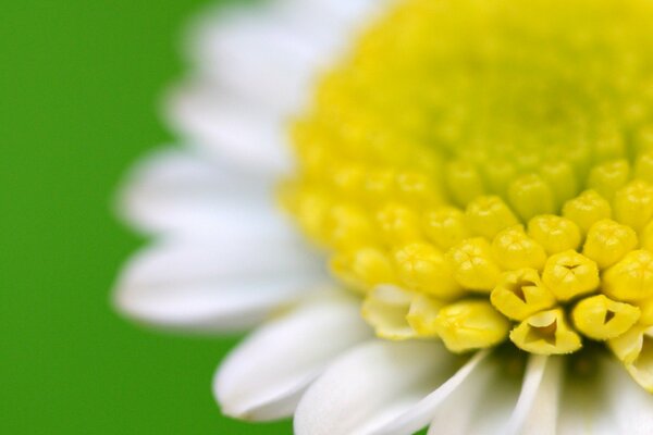 Flor en pétalos blancos y centro amarillo