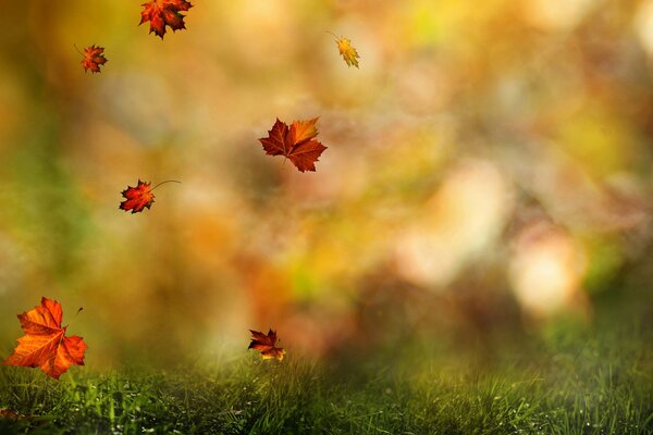 Gelbe Blätter im herbstlichen Dunst