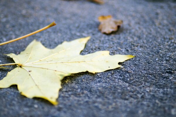 An autumn leaf lies on the road