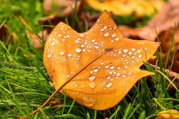 Schönes herbstgelbes Blatt im Tau