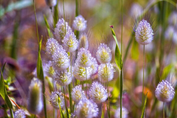 Natur und Wiesen und Grashalme