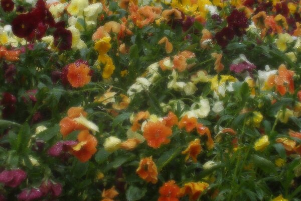 Small multicolored flowers in dew