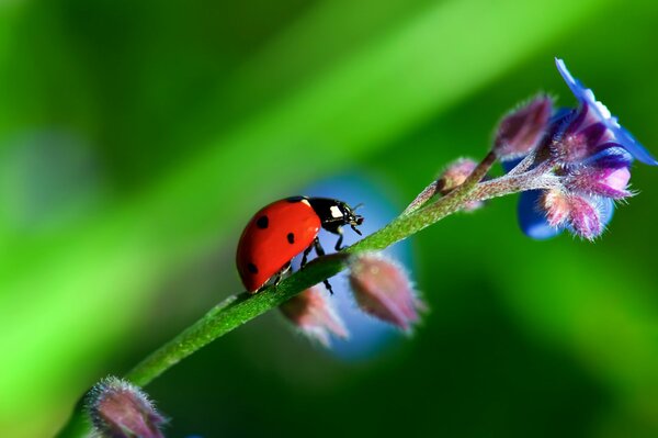 Una mariquita se sienta en el tallo de una flor