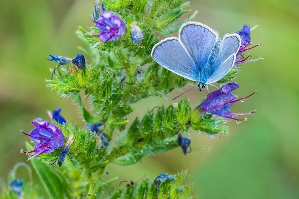 Papillon bleu assis sur une belle fleur