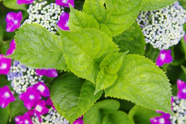 Image of lilac blooming flowers