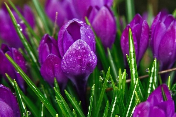 Purple crocuses on a green background